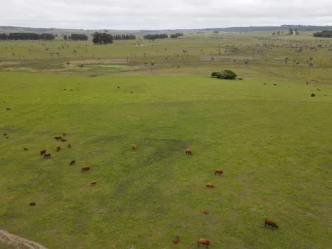 Campo Ganadero en Rocha 350ha — foto 3