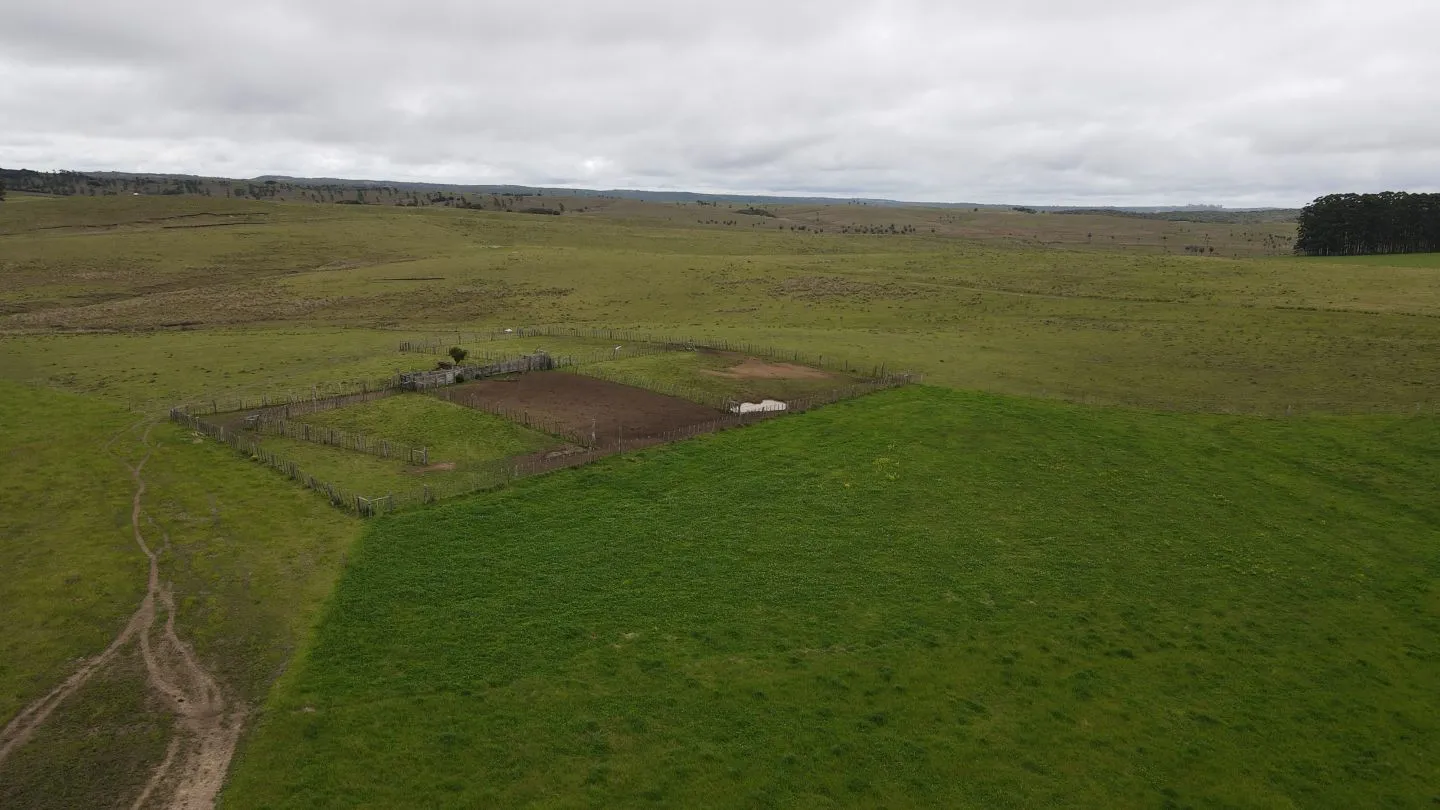Campo Ganadero en Rocha 350ha — foto 4
