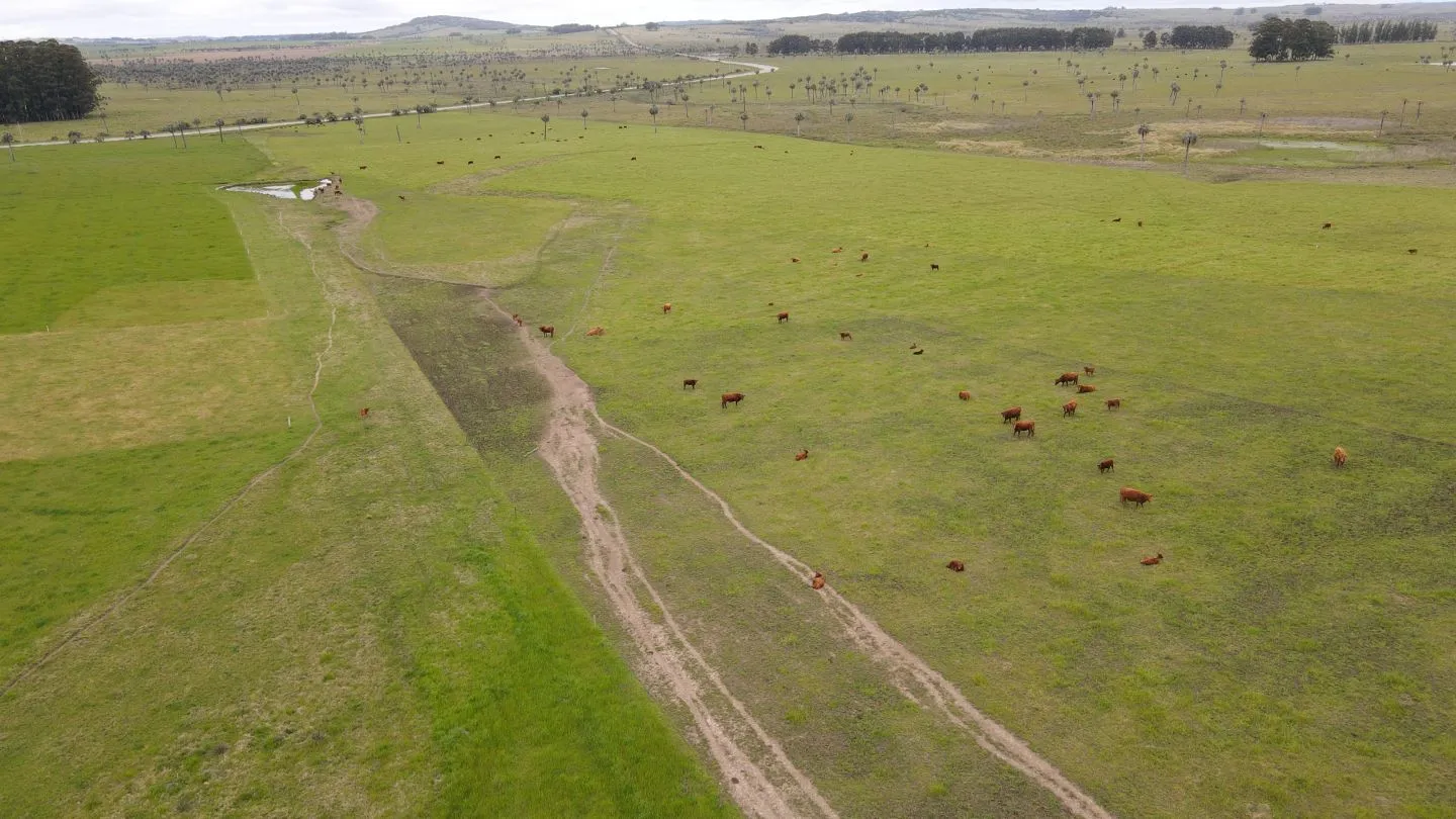 Campo Ganadero en Rocha 350ha — foto 5