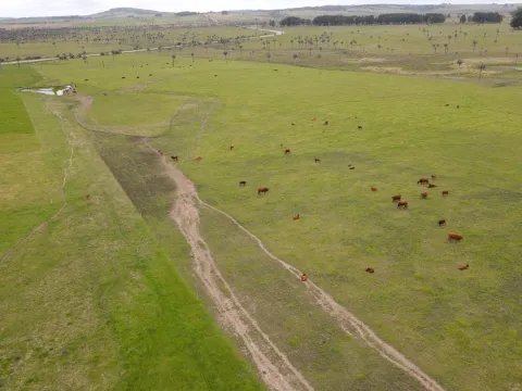 Campo Ganadero en Rocha 350ha — foto 5
