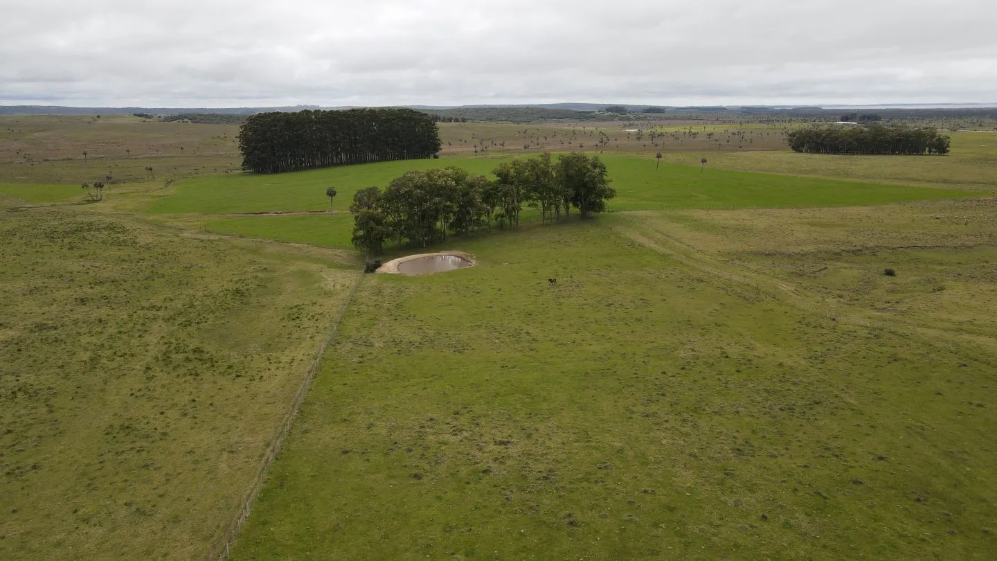 Campo Ganadero en Rocha 350ha — foto 7