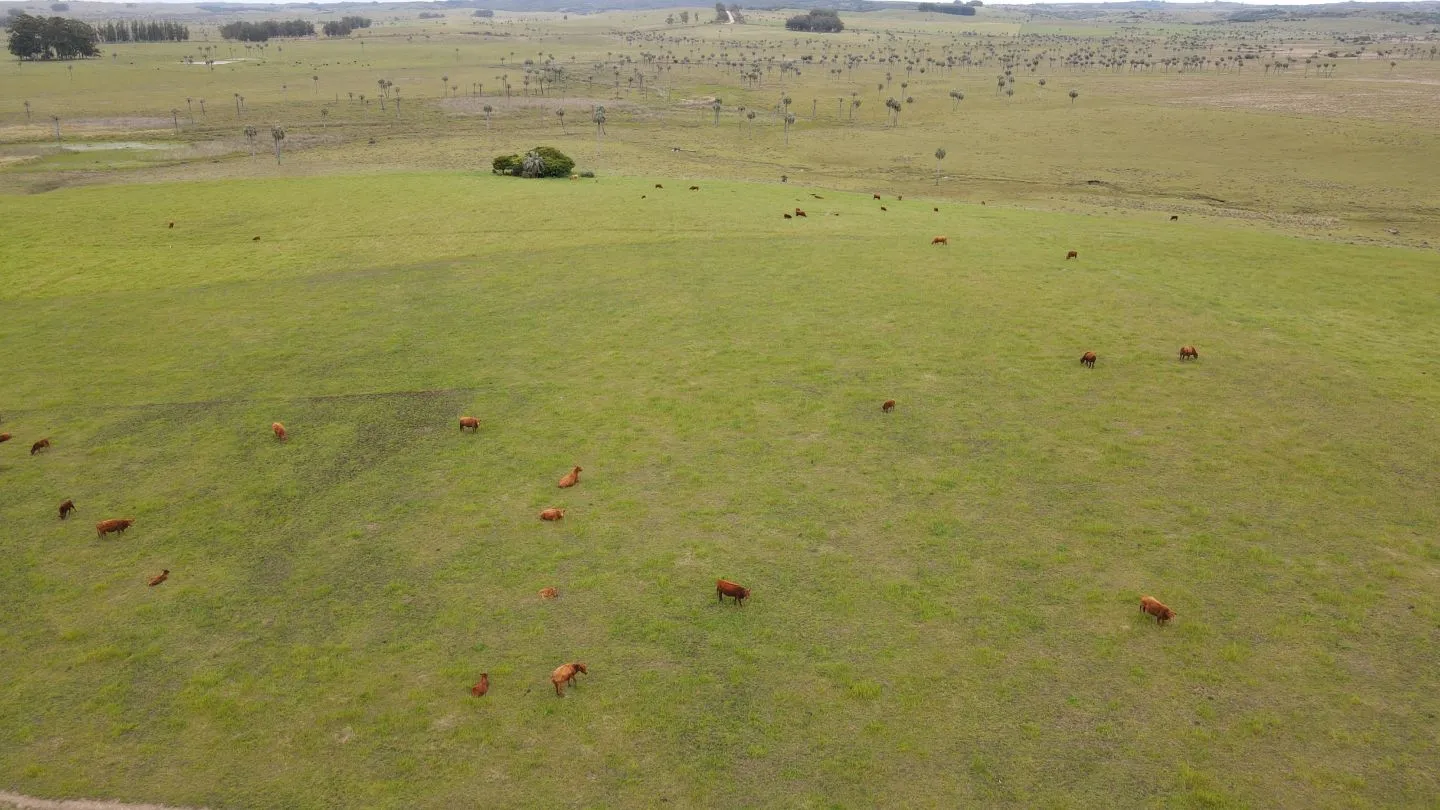 Campo Ganadero en Rocha 350ha — foto 9