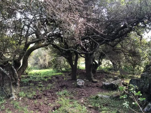 Vebta de campo 60has a 5' de pueblo Garzon — foto 2