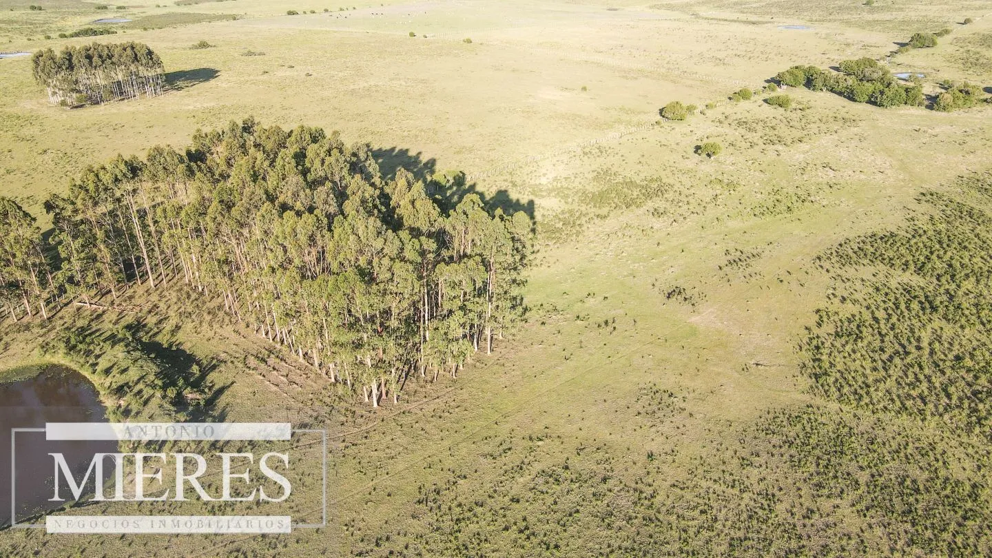 Establecimiento completo de 92ha en Maldonado, Punta del Est — foto 7