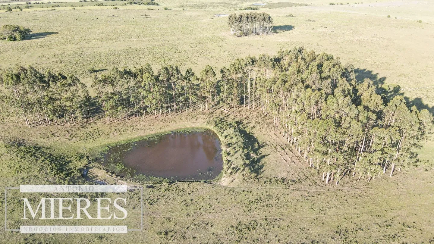 Establecimiento completo de 92ha en Maldonado, Punta del Est — foto 8