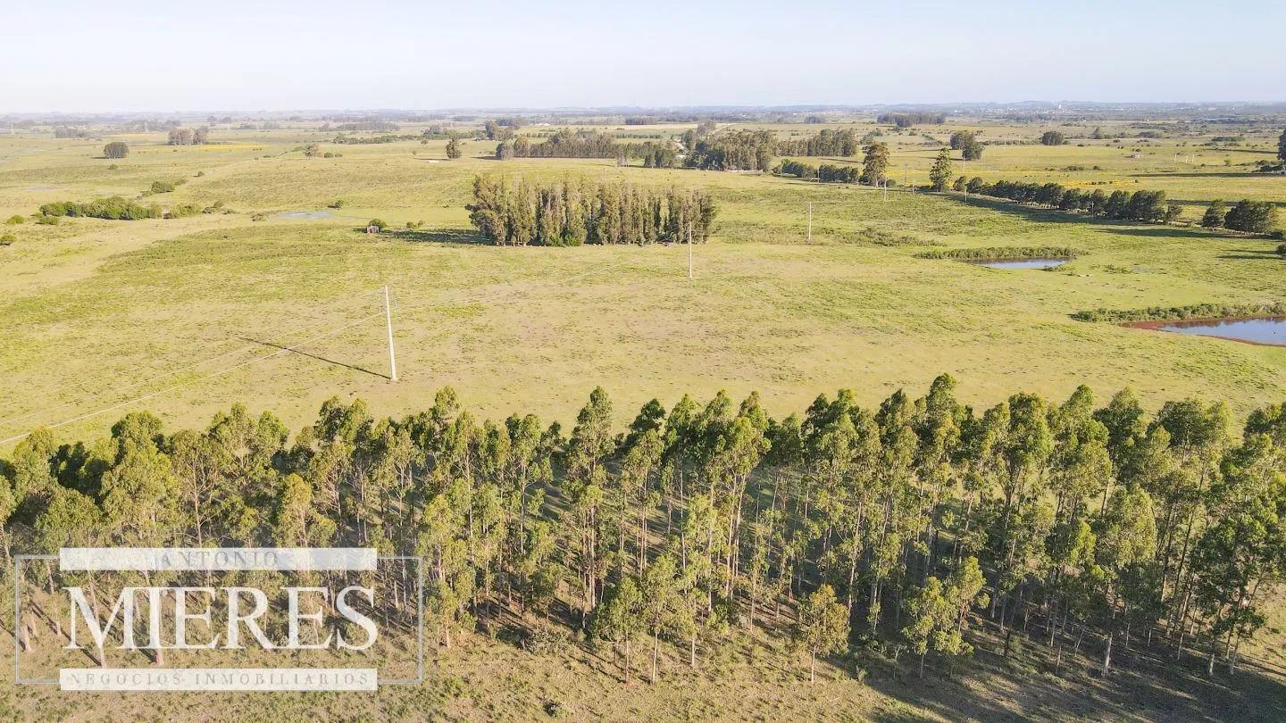 Establecimiento completo de 92ha en Maldonado, Punta del Est — foto 10