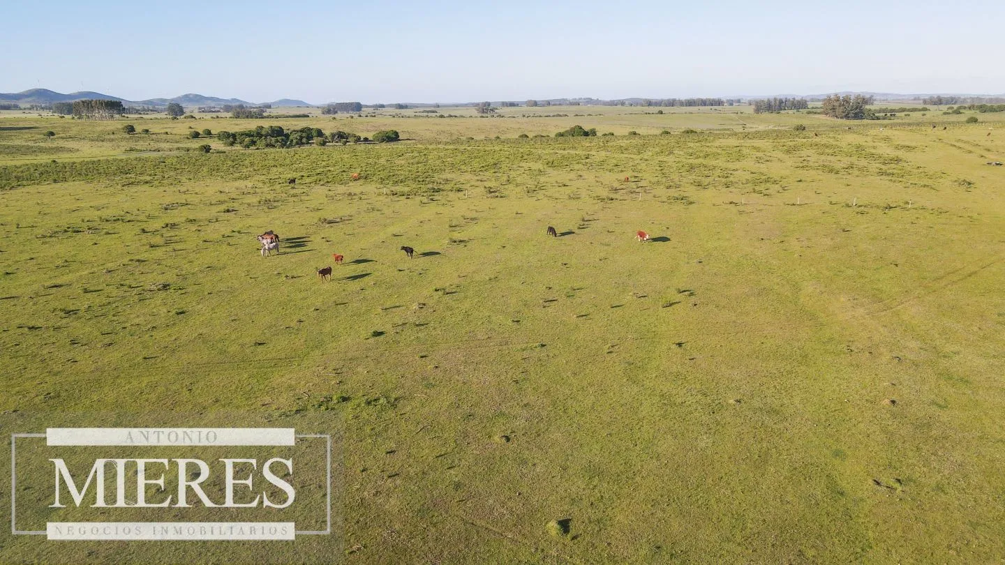 Establecimiento completo de 92ha en Maldonado, Punta del Est — foto 19