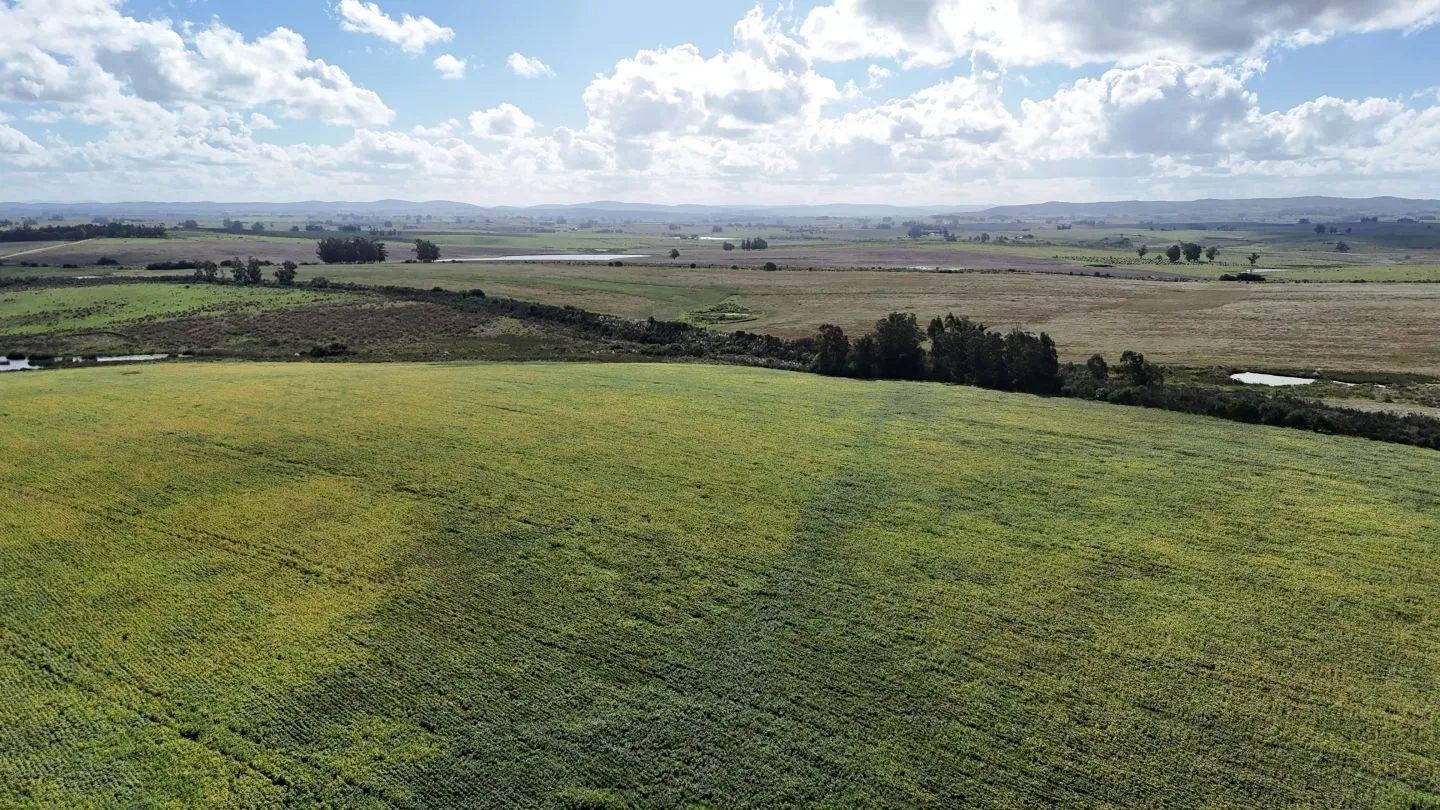 campo en venta en Punta del Este — foto 22