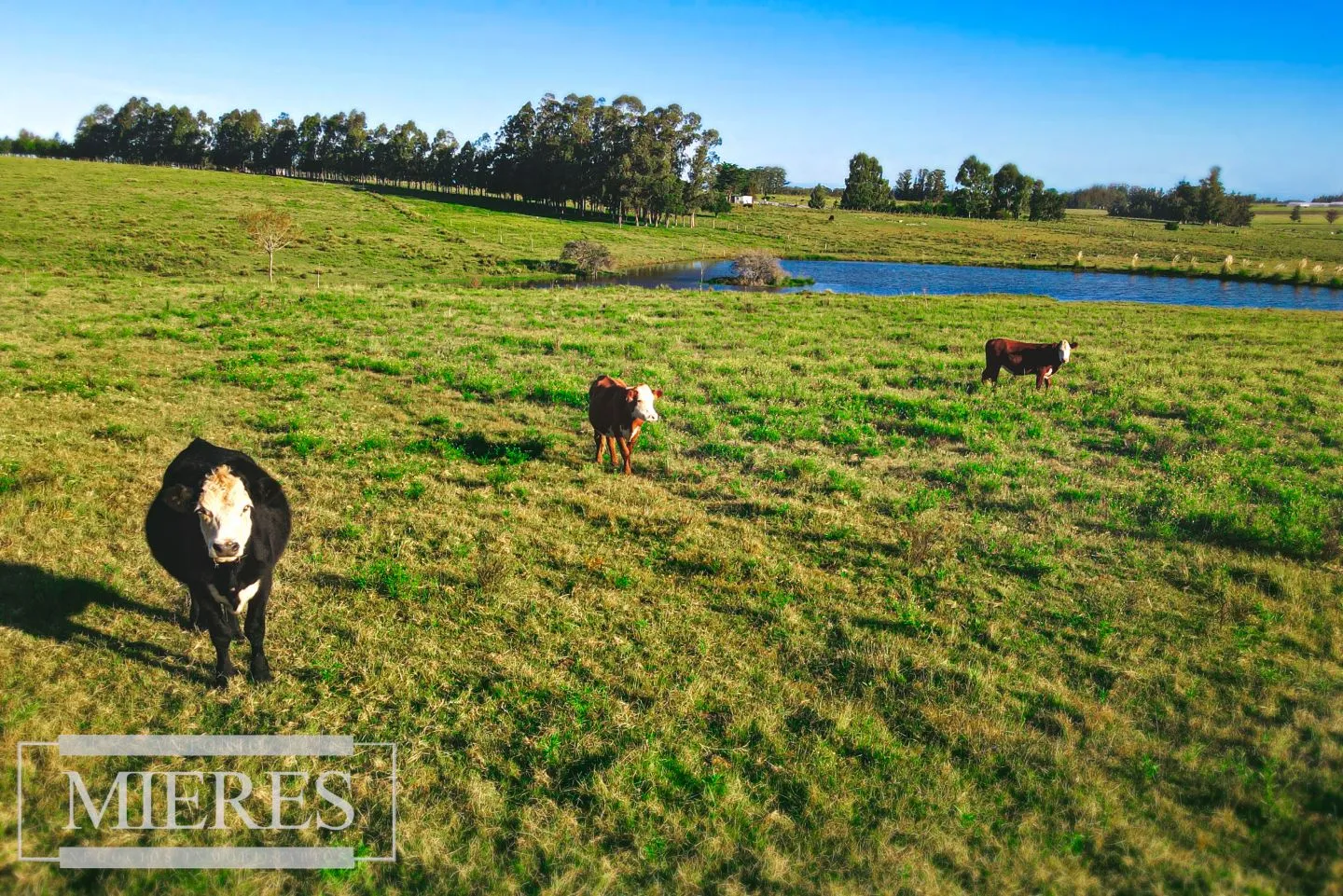 Campo de 20ha con costa de arroyo en Maldonado. — foto 3