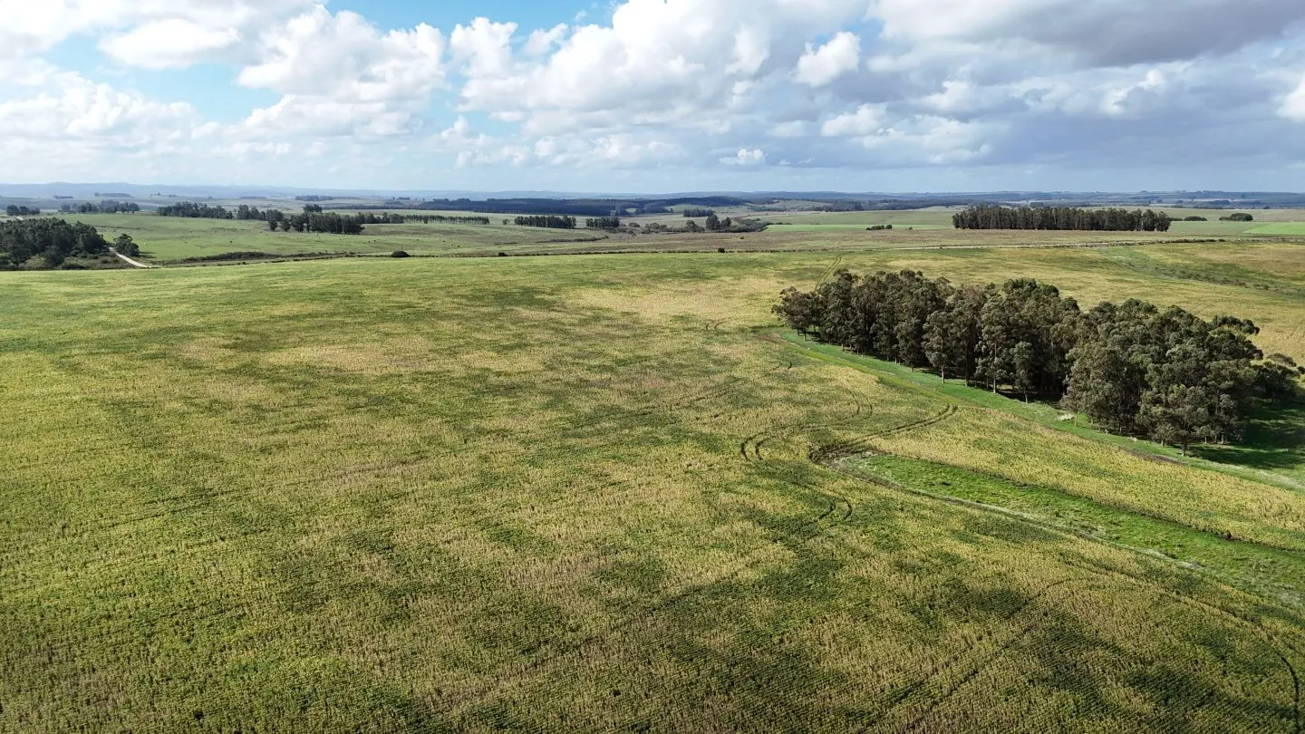 campo en venta en Punta del Este — foto 30