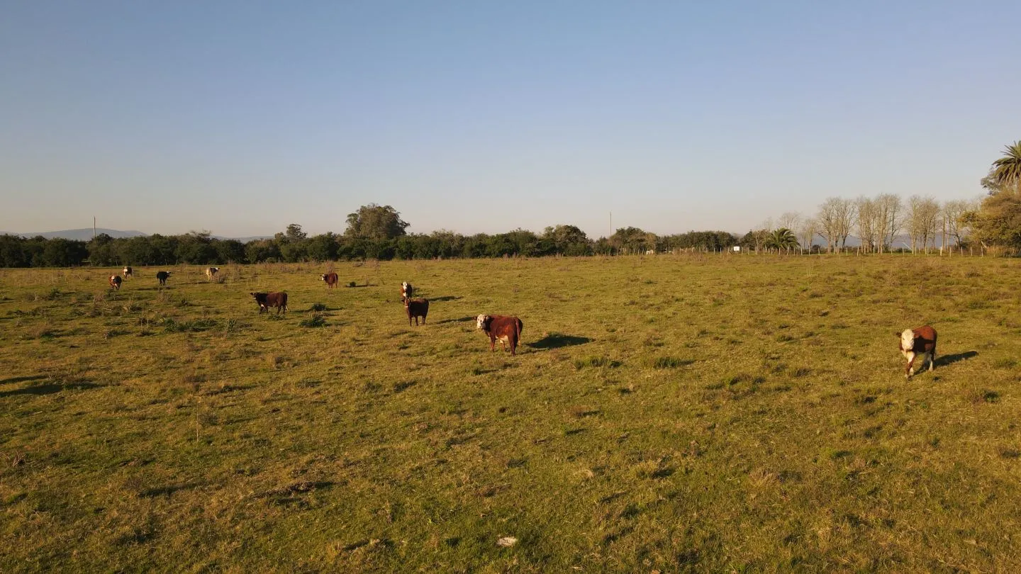 Campo de 38 ha en Solis de Mataojo — foto 15