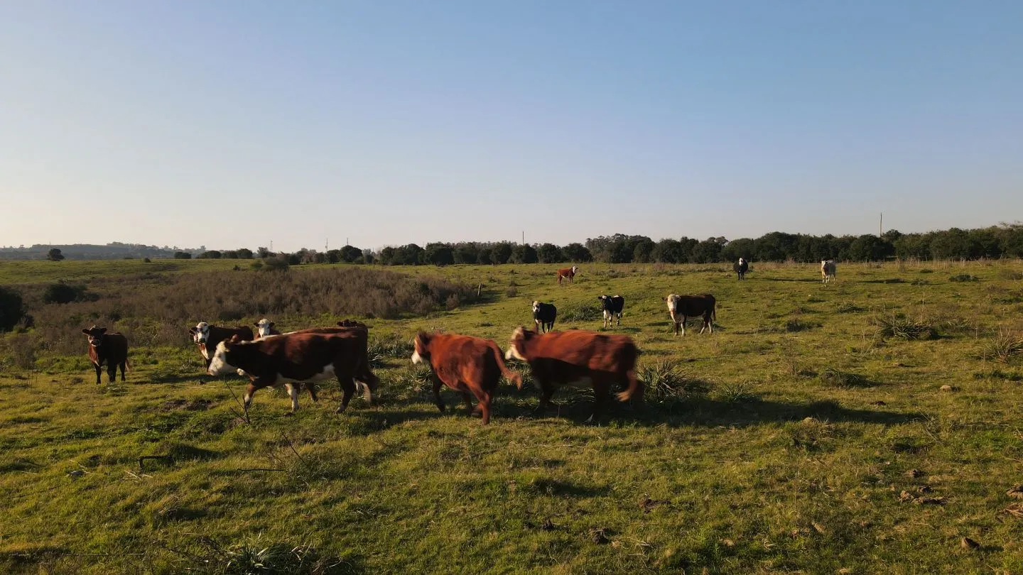 Campo de 38 ha en Solis de Mataojo — foto 19