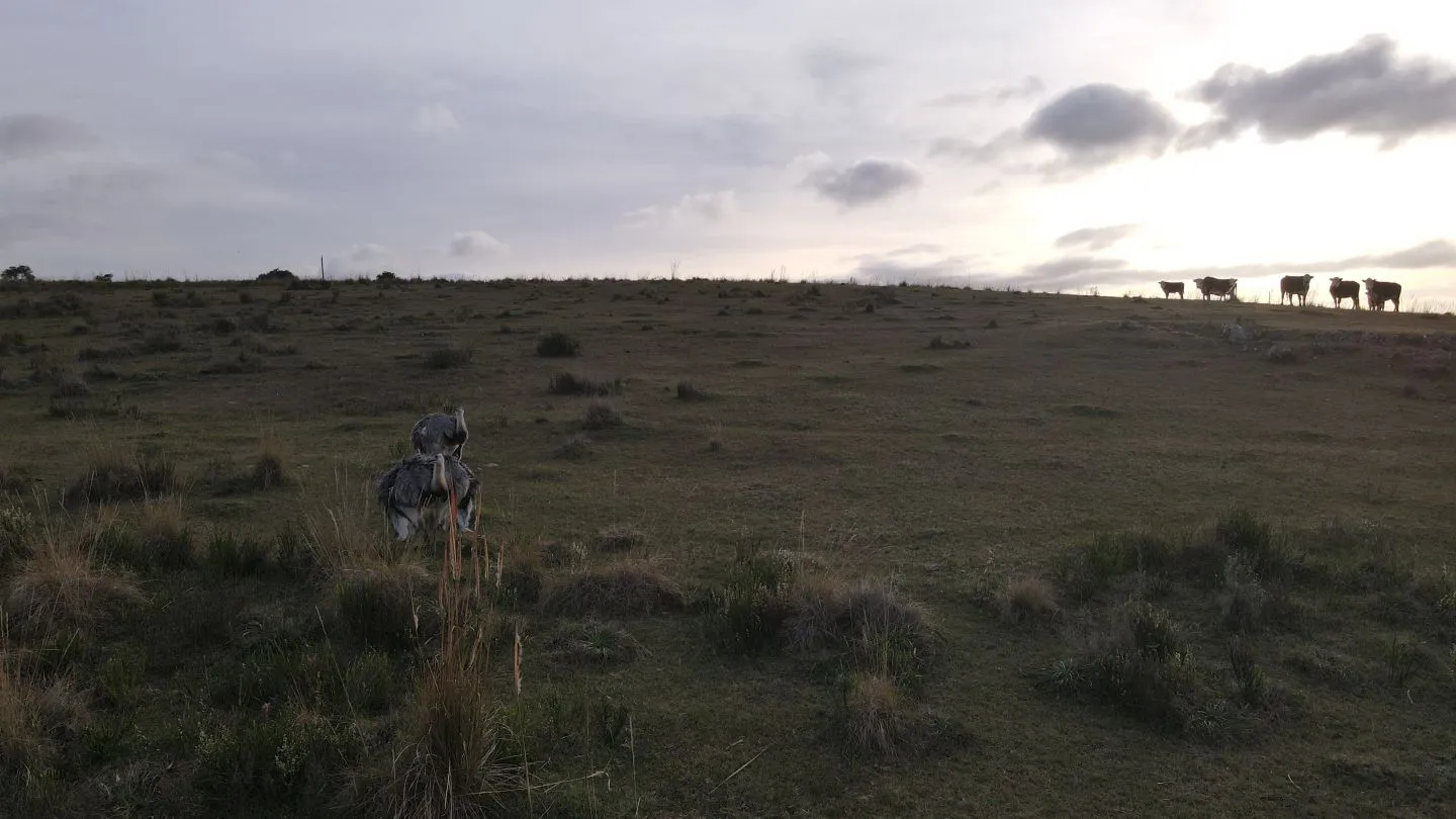 Campo de 22 ha en Garzón, Maldonado — foto 18