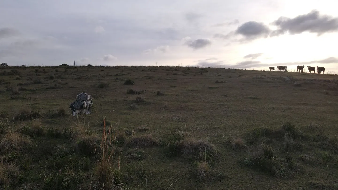Campo de 22 ha en Garzón, Maldonado — foto 19