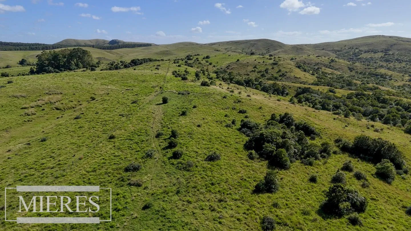 Campo de 112ha en Rocha Ganadero Forestal. — foto 1