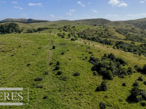 Campo de 112ha en Rocha Ganadero Forestal.
