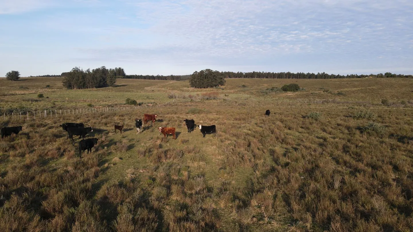 Campo de 21 ha en Punta de José Ignacio, Maldonado — foto 10