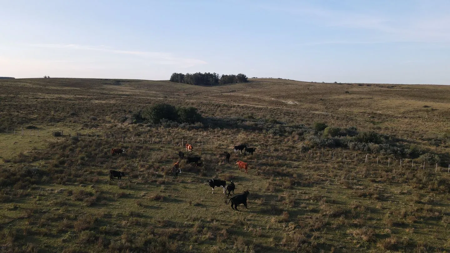 Campo de 21 ha en Punta de José Ignacio, Maldonado — foto 11