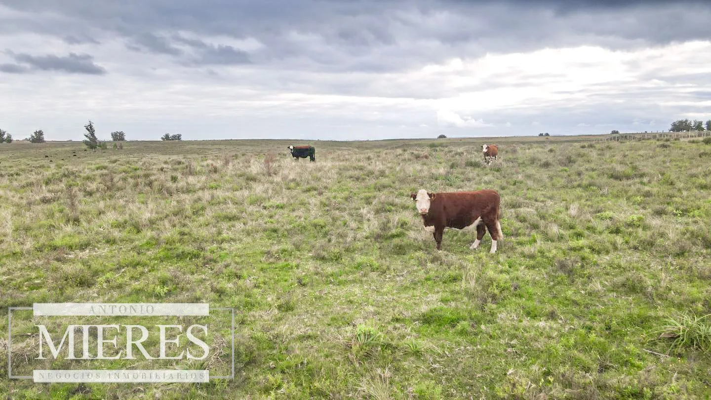 Campo de 114ha en Puntas de José Ignacio — foto 2