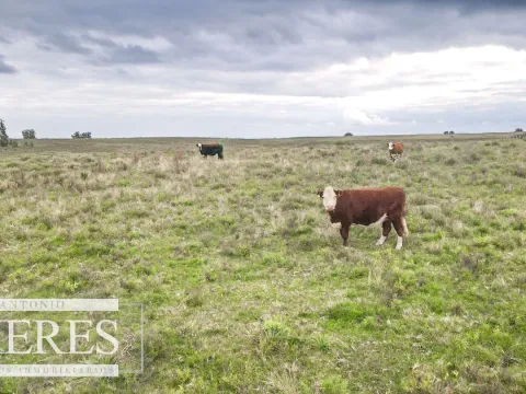 Campo de 114ha en Puntas de José Ignacio — foto 2