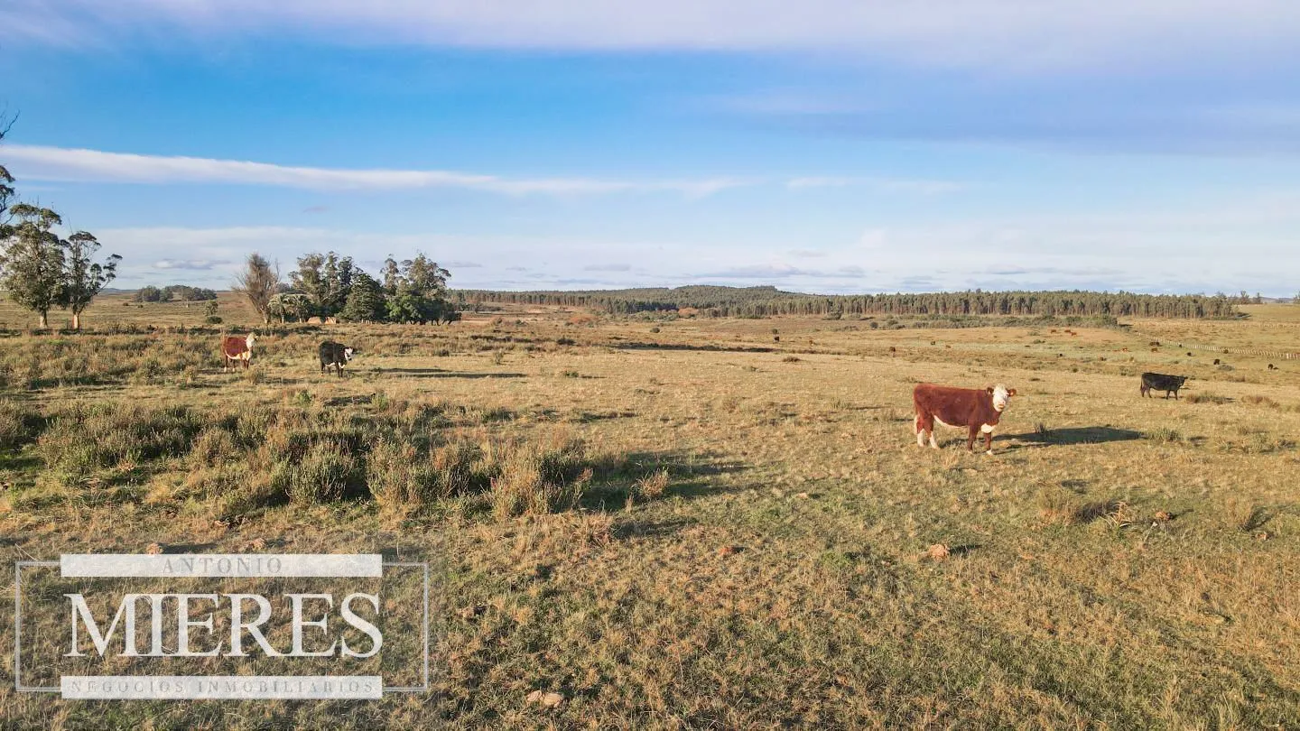 Campo de 114ha en Puntas de José Ignacio — foto 4