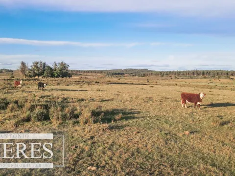 Campo de 114ha en Puntas de José Ignacio — foto 4