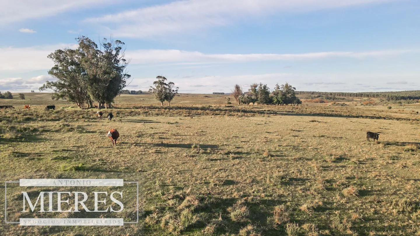 Campo de 114ha en Puntas de José Ignacio — foto 10
