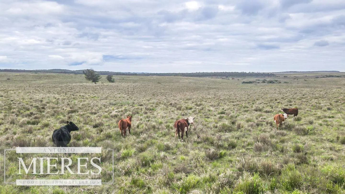 Campo de 114ha en Puntas de José Ignacio — foto 15