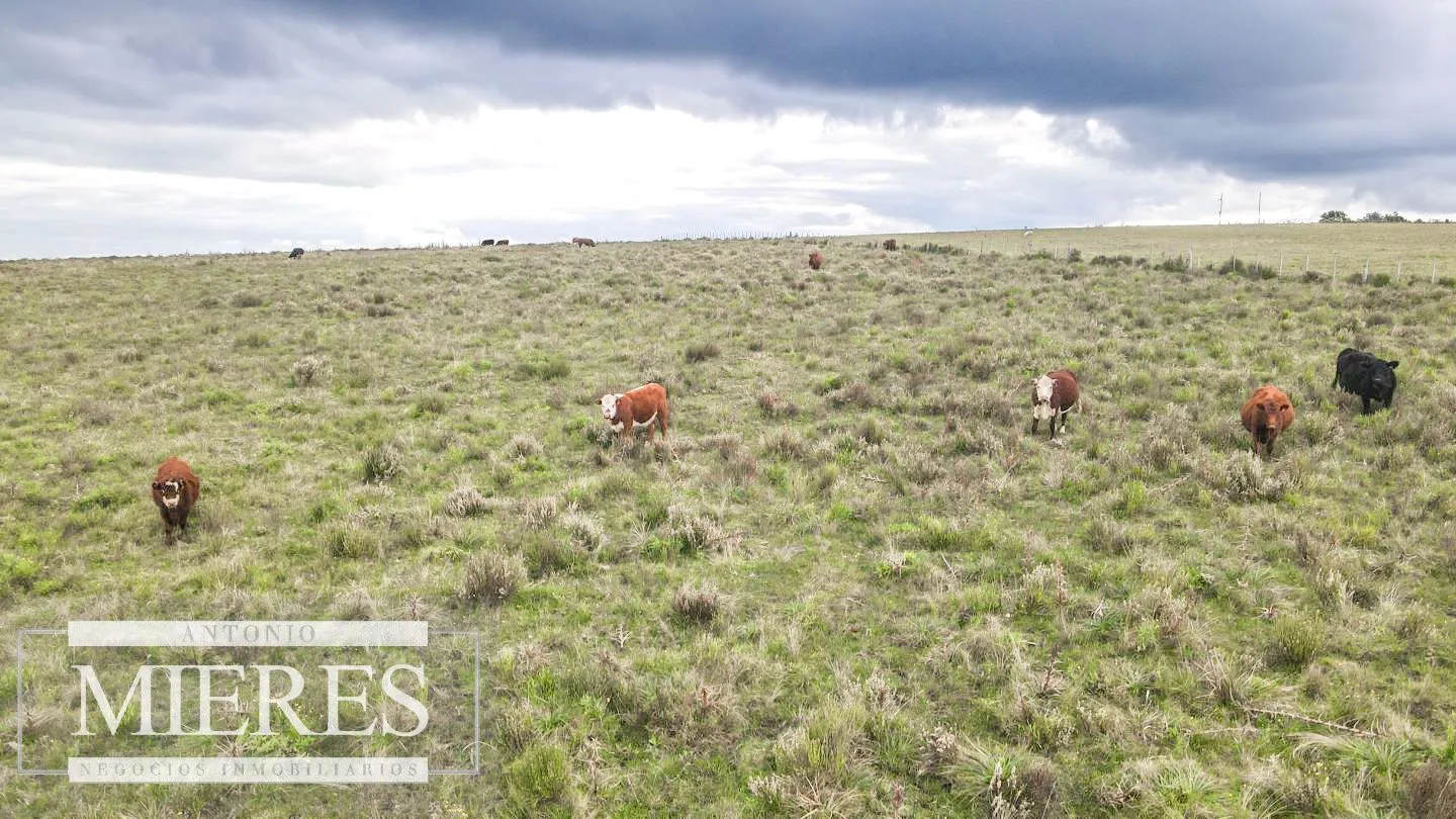Campo de 114ha en Puntas de José Ignacio — foto 16