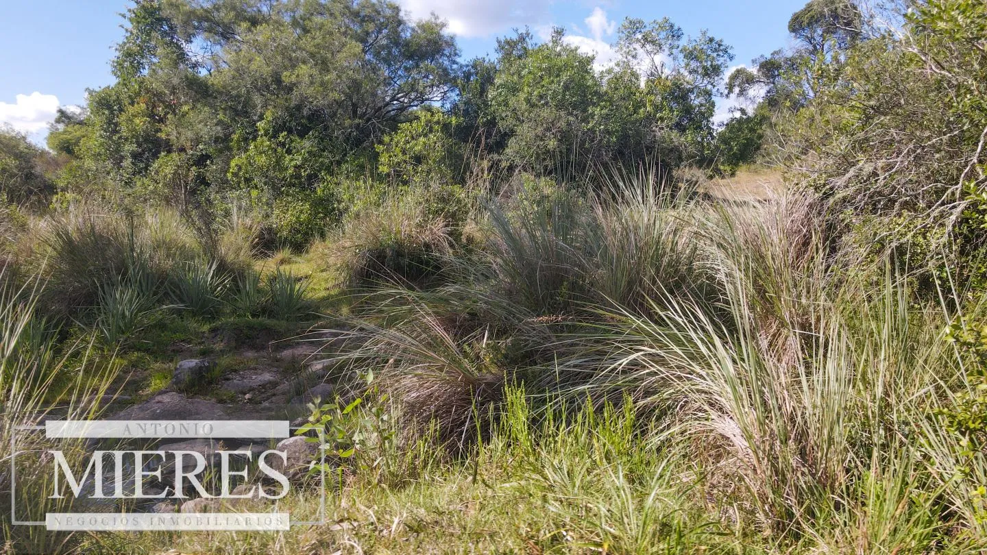 Campo de 19 ha al norte de José Ignacio con arroyo — foto 19