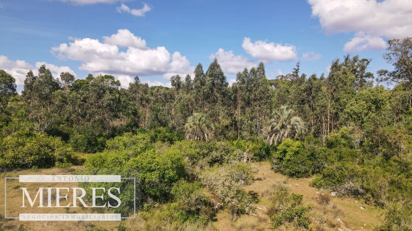 Campo de 19 ha al norte de José Ignacio con arroyo — foto 20