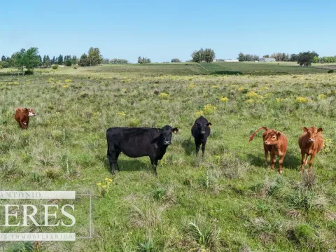Venta de campo 14 ha en Partido Norte, Maldonado