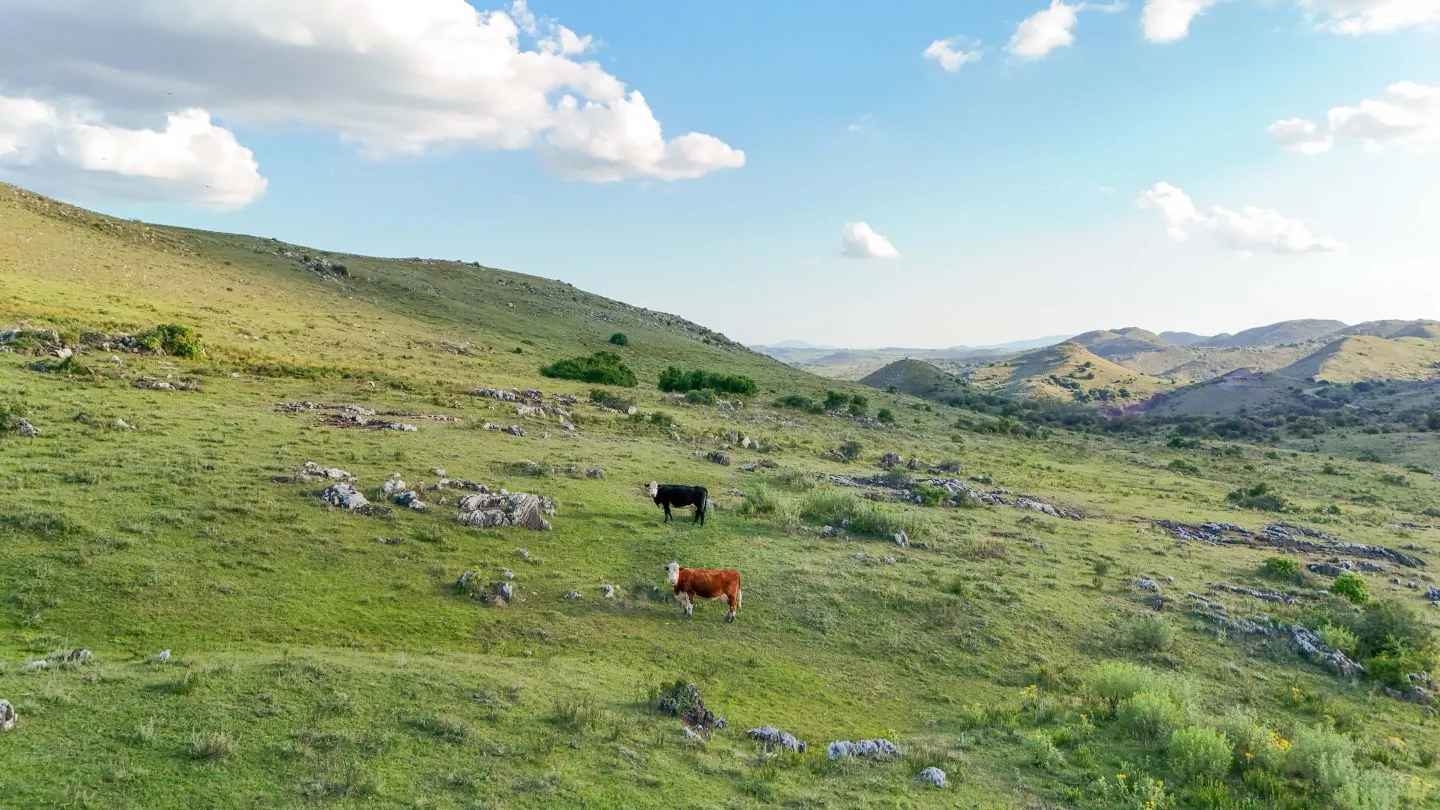 Campo de 95 ha en venta ruta 12 Maldonado/Lavalleja — foto 1