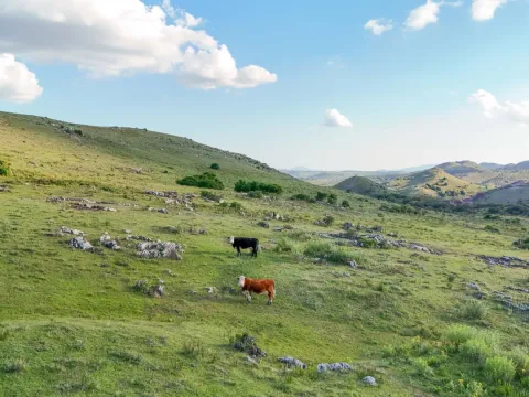 Campo de 95 ha en venta ruta 12 Maldonado/Lavalleja