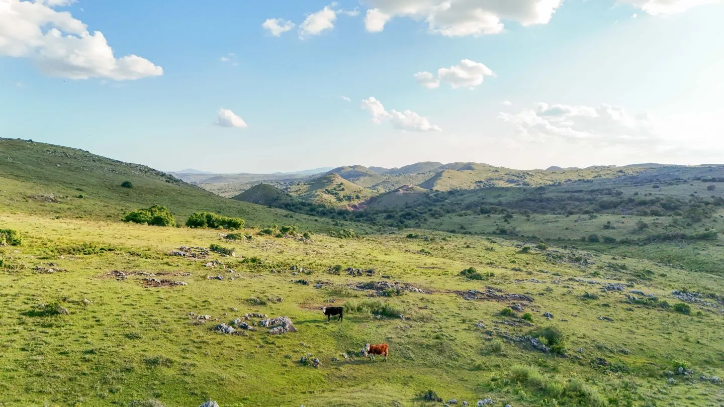 Campo de 95 ha en venta ruta 12 Maldonado/Lavalleja — foto 7