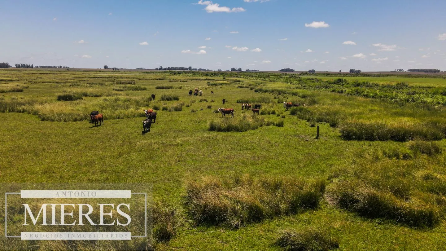 Campo  Ganadero Agrícola de 1200ha en Treinta y Tres — foto 19
