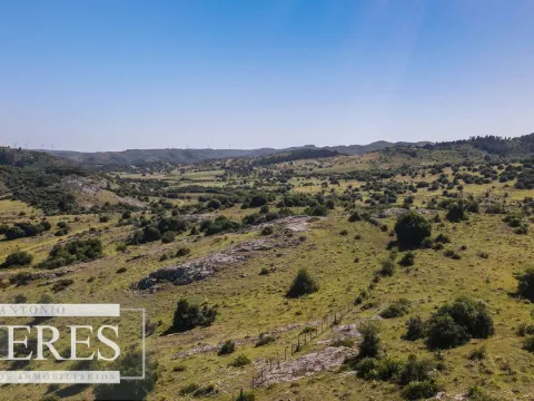 Campo en venta 173 ha en Aguas Blancas — foto 4