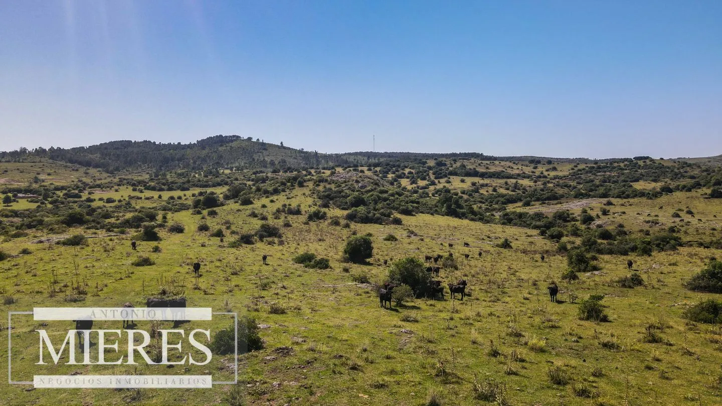 Campo en venta 173 ha en Aguas Blancas — foto 15