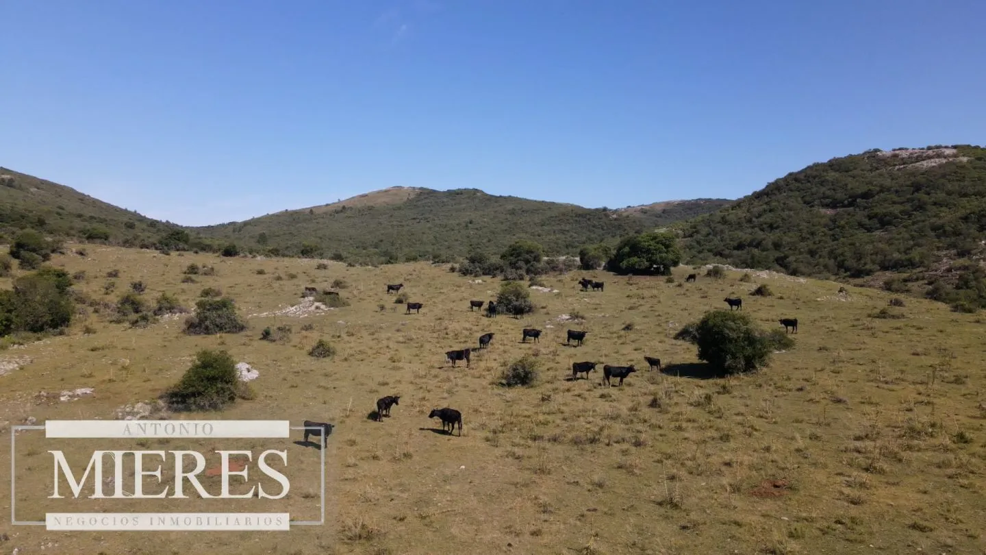Campo en venta 173 ha en Aguas Blancas — foto 17