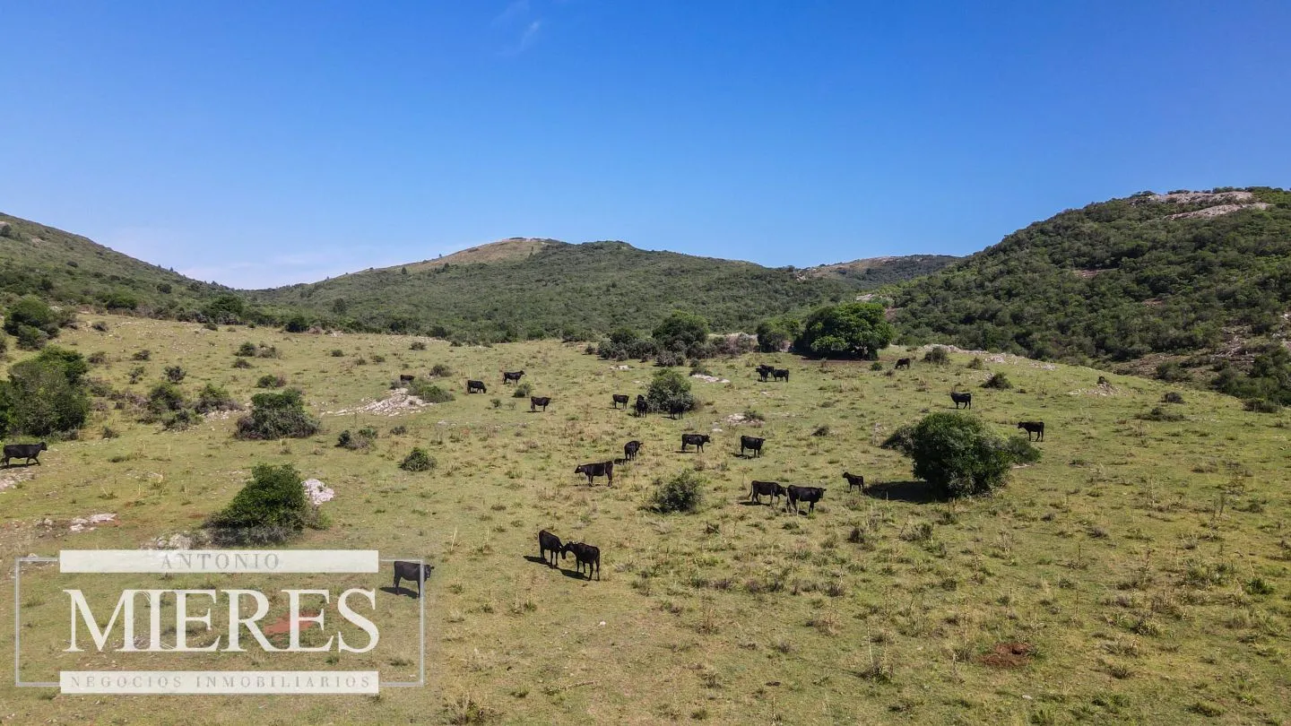 Campo en venta 173 ha en Aguas Blancas — foto 18