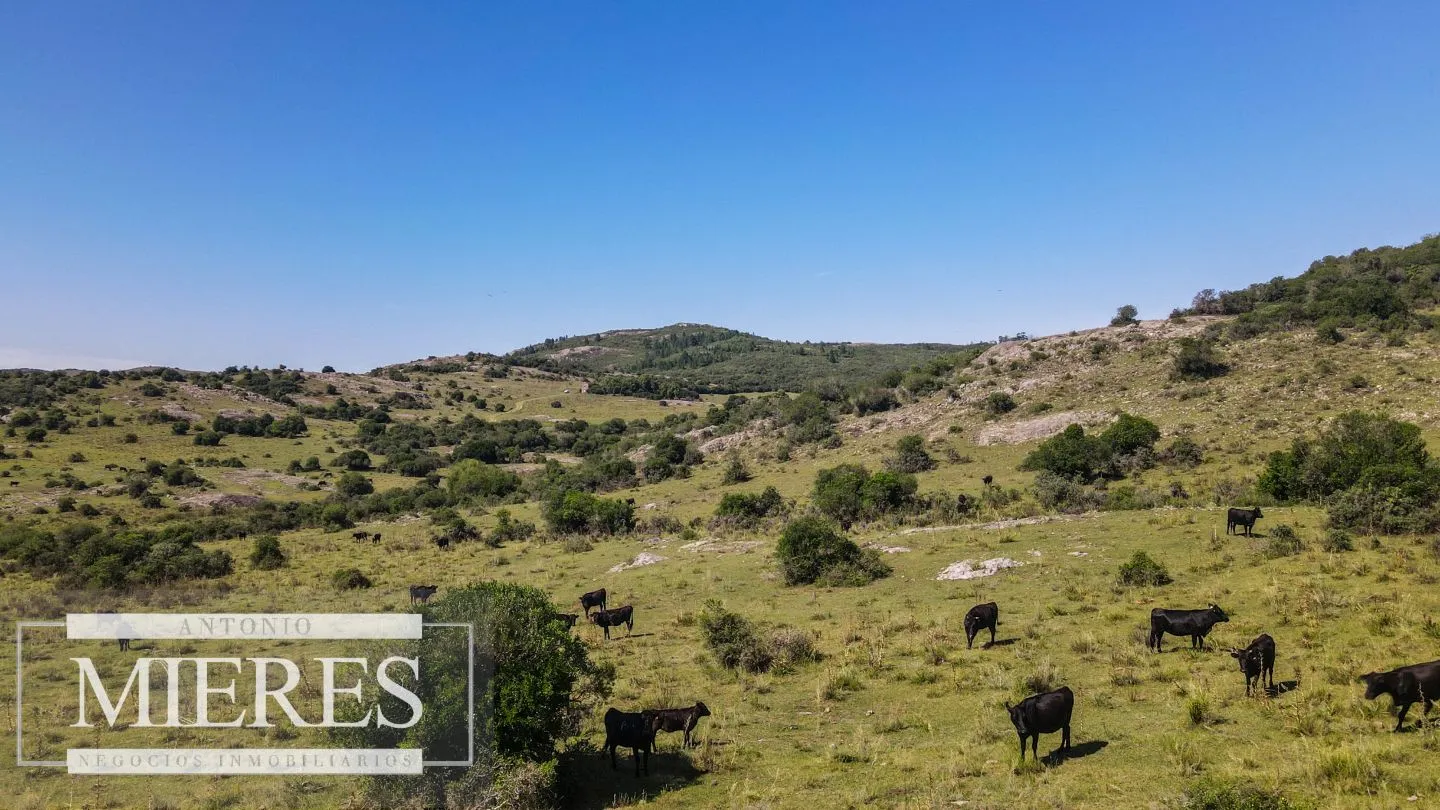 Campo en venta 173 ha en Aguas Blancas — foto 19