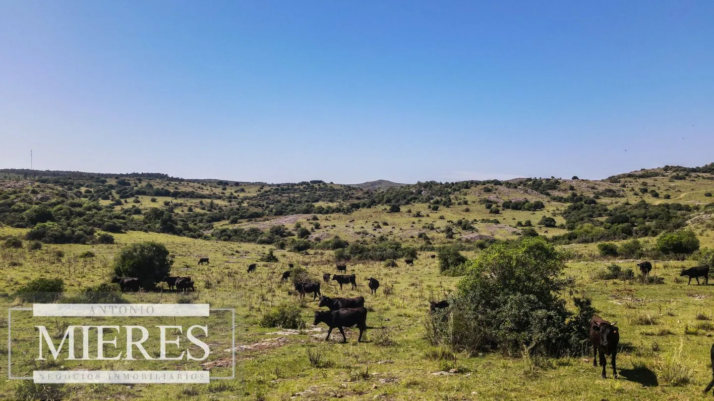 Campo en venta 173 ha en Aguas Blancas — foto 20