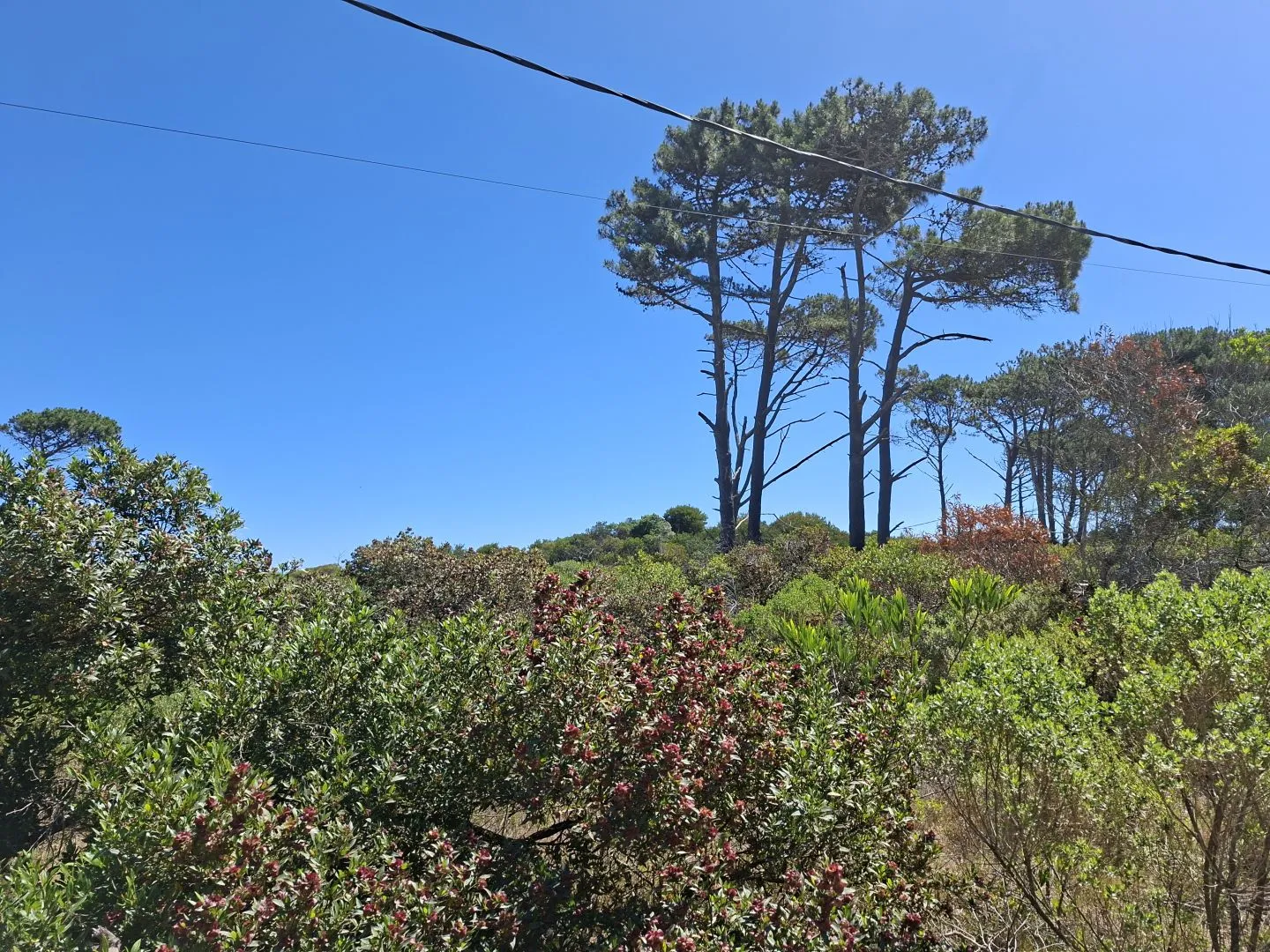 Venta de lotes Chihuahua a pasos del mar- Punta Ballena — foto 6