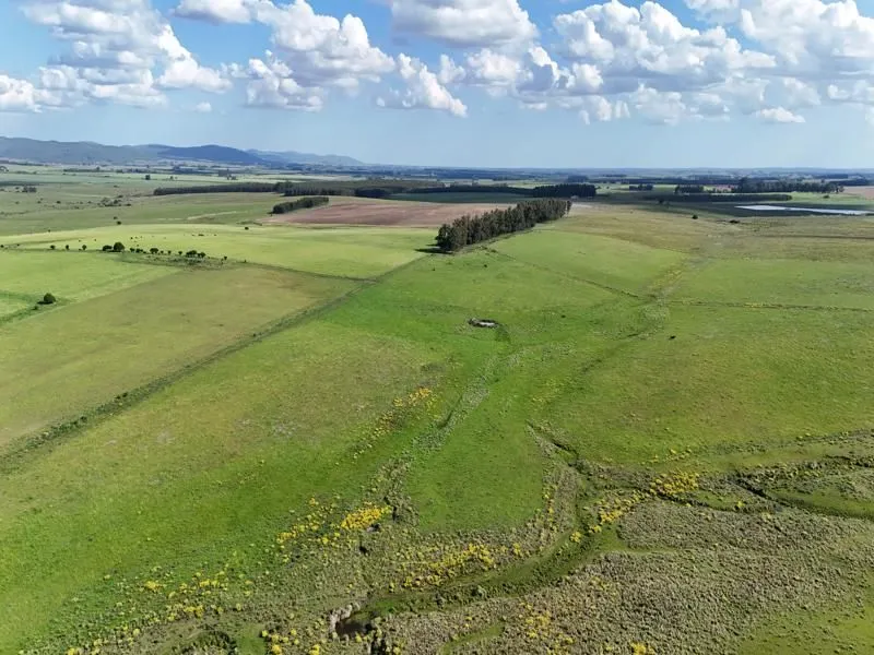 Campo ganadero de 500ha en Lavalleja — foto 4