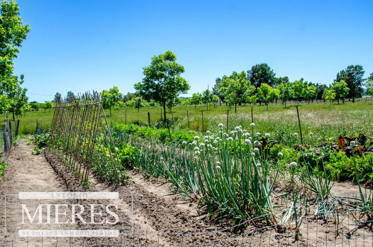 Chacra / Campo 12,0 ha en Maldonado — foto 19
