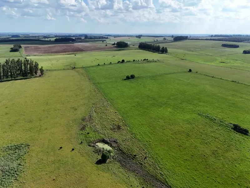 Campo ganadero de 500ha en Lavalleja — foto 7