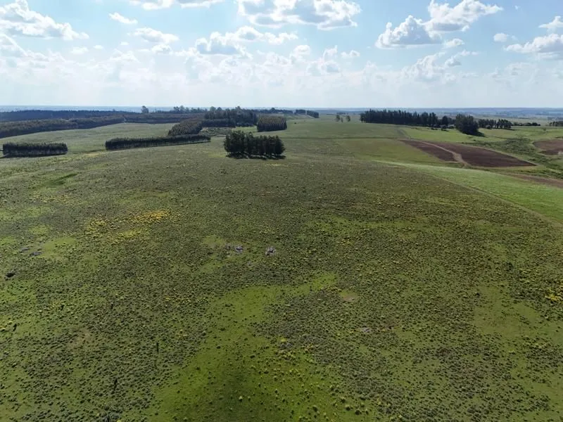 Campo ganadero de 500ha en Lavalleja — foto 8