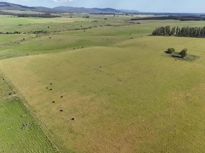 Campo ganadero de 500ha en Lavalleja — foto 9