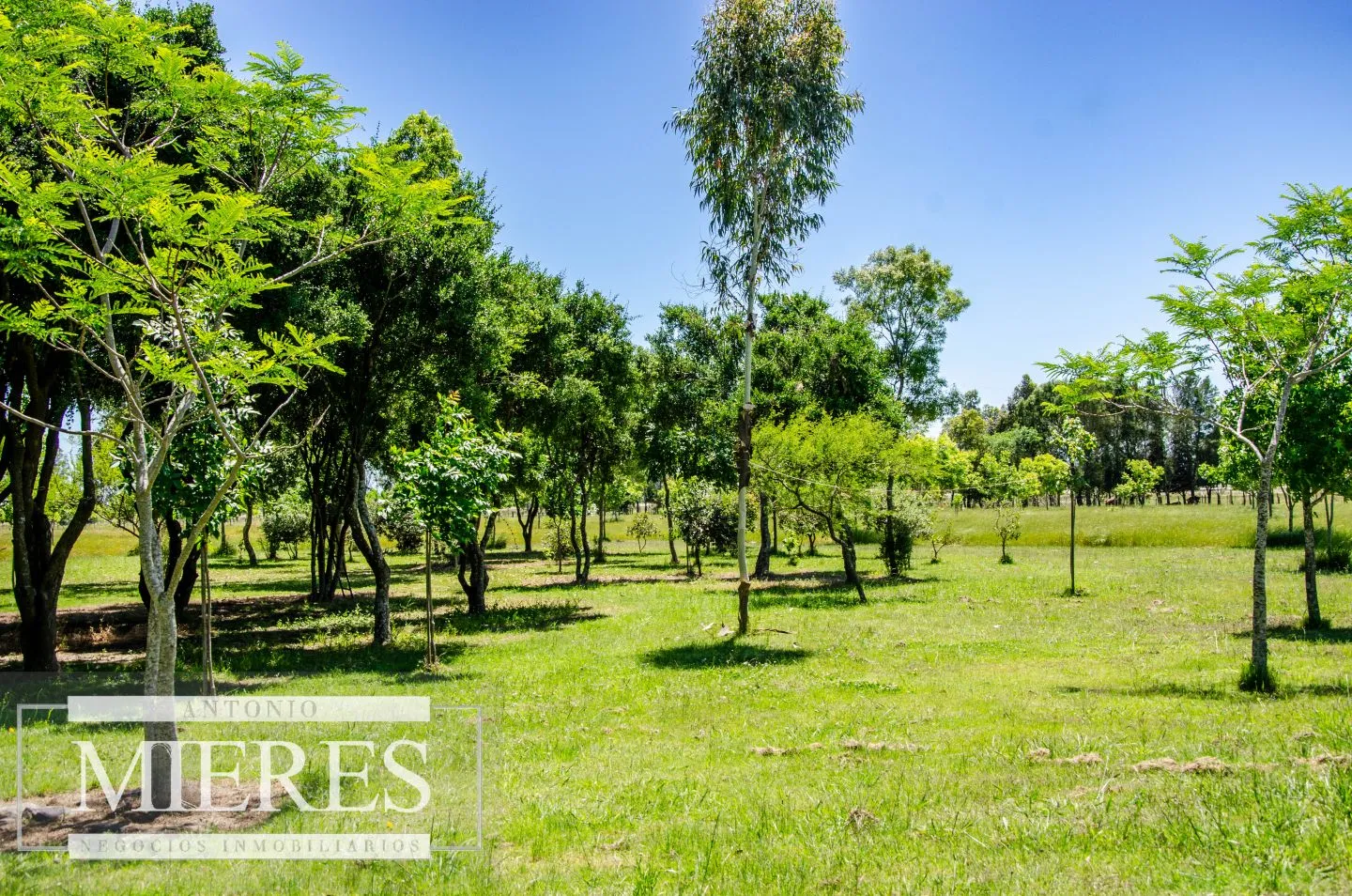 Chacra / Campo 12,0 ha en Maldonado — foto 27