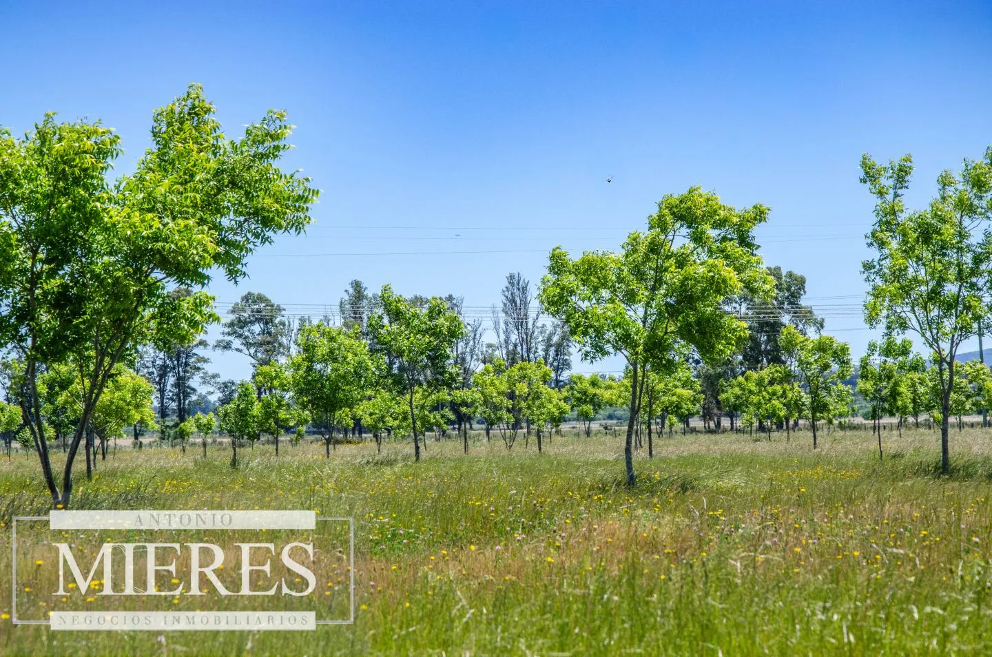 Chacra / Campo 12,0 ha en Maldonado — foto 29